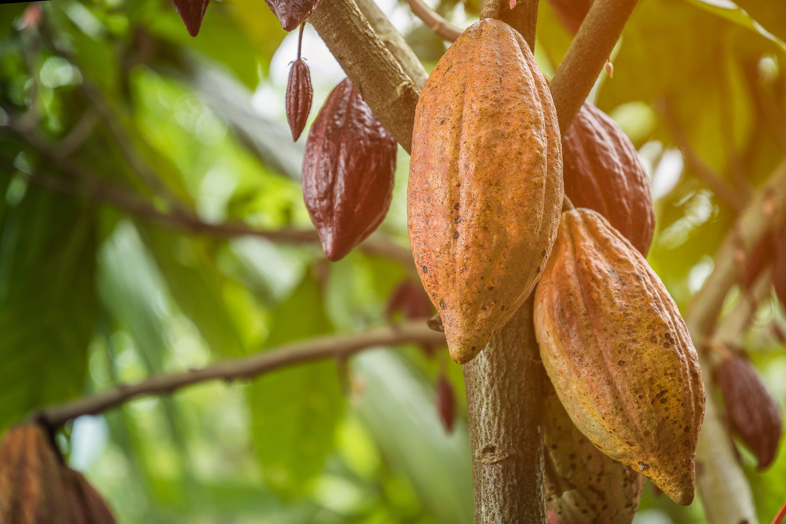planta de cacao